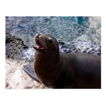 sea lion mouth open photo cute sea animal postcard