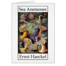 Seeanemonen durch Ernst Haeckel Grußkarten