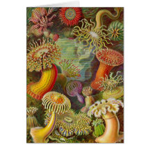 "Seeanemonen-" Vintage Illustration Grußkarte