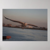 Seemöve - überhaupt geträumt vom Fliegen? poster