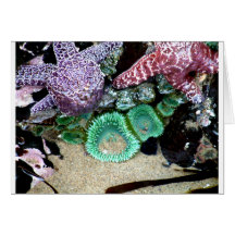 Seestern-Anemonen Grußkarte