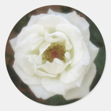 Sehr weiße Rosen 3 Runde Aufkleber