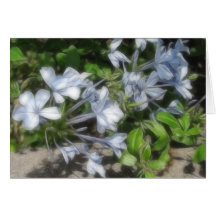 Seidiger weicher Plumbago Karten