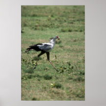 Sekretär Vogel, tragender Stein Posterdrucke