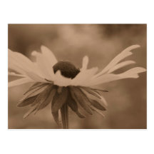 Sepia-schwarze mit Augen Susan-Blumen-Foto-Postkar