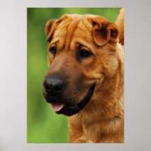 Shar Pei Hundedruck Plakate