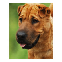 Shar Pei Hundeeinladung
