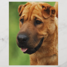 Shar Pei HundeFlyer