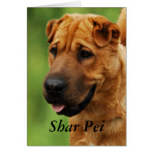 Shar Pei Hundekarte