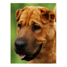 Shar Pei Hundepostkarte