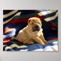 Shar-pei Welpen-Plakat