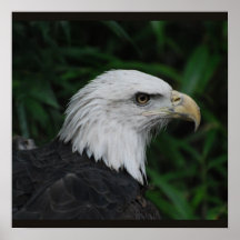 Sharp Beaked Eagle Poster