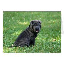 sharpei 10562 karten