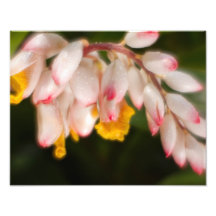 Shell Flower Photo Print
