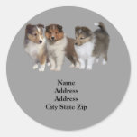 Sheltie Adressen-Etikett Sticker