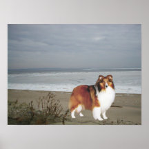Sheltie auf dem Strand-Druck Poster