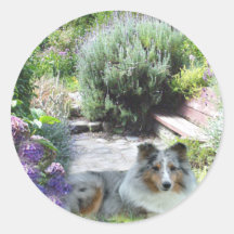 Sheltie Aufkleber
