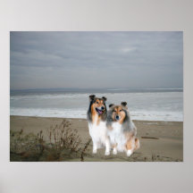 Sheltie Druck Plakat