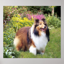 Sheltie Druck Plakat
