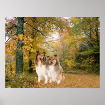 Sheltie Druck Poster