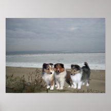 Sheltie Druck Posterdruck