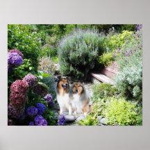 Sheltie Druck Posterdruck