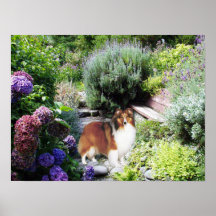 Sheltie Druck Posterdruck