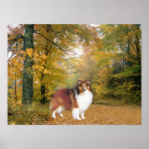 Sheltie Druck Posterdruck