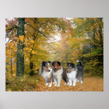 Sheltie Druck Posterdrucke