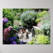 Sheltie Druck Posterdrucke