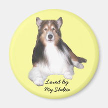Sheltie Magnet