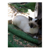 Shiva der Snowshoe Postkarten
