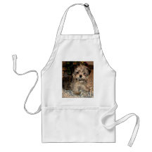 Shorkie Welpe Schürzen