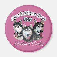 Sibirischer Husky kann gerade ein nicht haben Magnete