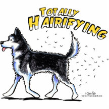 Sibirischer Husky total Hairifying Photo Skulpturen