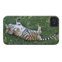 Sibirischer Tiger iPhone 4 Fall casemate hüllen