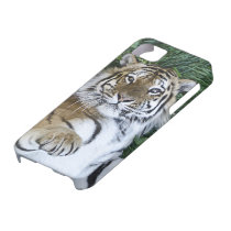 Sibirischer Tiger iPhone 5 Fall casemate hüllen