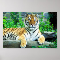 Sibirischer Tiger-Plakat poster