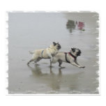 SID und Hemi am Hundestrand, San Diego, Ca poster