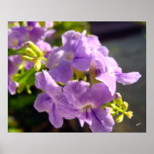 Sieht wie Plumbago aus Posterdrucke
