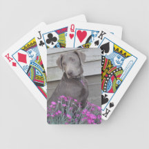 Silbernes Labradors