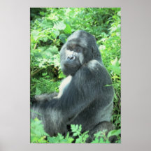 Silverback-Gorilla Poster
