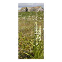 Simeonof Insel weiße Sumpf-Orchidee Werbekarte