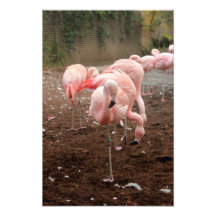 Single-Flamingo Kunst Fotos