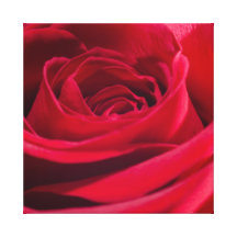 Single-Rote Rose Galerie Gefaltete Leinwand