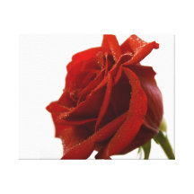 Single-Rote Rose mit Tau-Tropfen Gespannter Galerie Druck