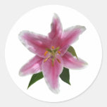 Singlestargazer-Lilie Runde Sticker