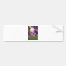 Singleweißtulpe Autoaufkleber