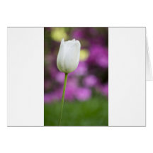 Singleweißtulpe Karte