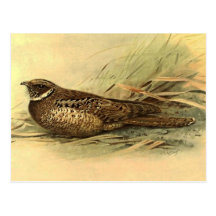 Siphonorhis Americanapostkarte